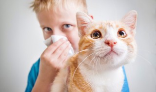 猫耳朵怎么清洁 猫的耳朵怎么清洁