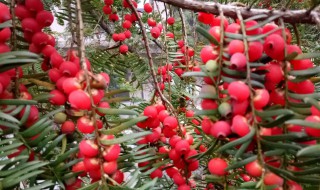 红豆杉树的功效与作用及食用方法 红豆杉树的功效与作用及食用方法及禁忌