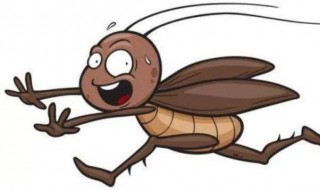 消除蟑螂的五种天然方法 消除蟑螂的五种天然方法视频