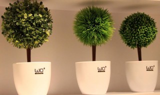 办公室绿色植物 办公室绿色植物怎么养
