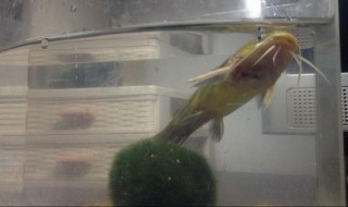 黄骨鱼怎么养 黄骨鱼怎么养活一个星期
