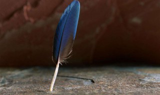 一只羽毛球上通常有几根羽毛 一只羽毛球上通常有几根羽毛