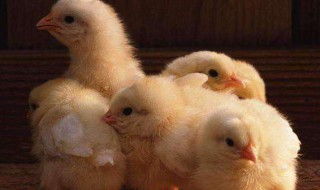 正确养小鸡的方法 正确养小鸡的方法在家晚上怎么保温