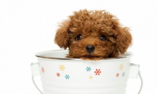 茶杯贵宾犬介绍 茶杯贵宾犬多少钱一只?