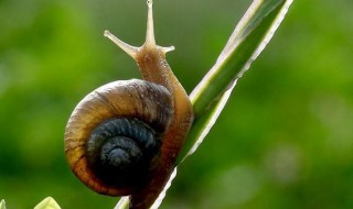 蜗牛的资料 蜗牛的资料有哪些简单介绍