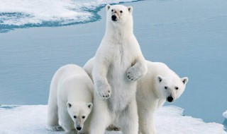 北极熊的资料 北极熊的资料简介20字左右