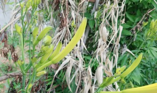 黄花菜干怎么做好吃（黄花菜干怎么做好吃食用方法）