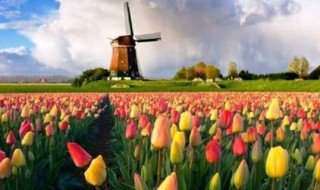 关于荷兰的资料有哪些 关于荷兰的资料有哪些200字