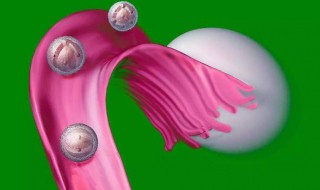 卵巢怎么排卵 卵巢怎么排卵的图解