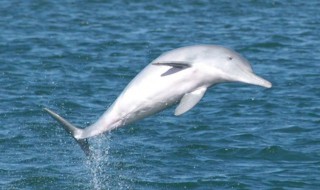 为什么中华白海豚是一级保护动物 为什么中华白海豚是不祥之物