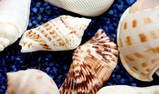 怎么清洁贝壳 怎么清洁贝壳的内脏