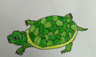 乌龟怎么画 乌龟怎么画漂亮又简单