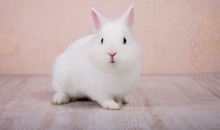 小白兔的外貌描写 小白兔的外貌描写一段话