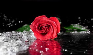 红玫瑰与白玫瑰的含义 红玫瑰与白玫瑰的含义告诉我们选择谁