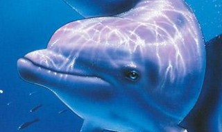海豚的象征意义 海豚的象征意义是什么