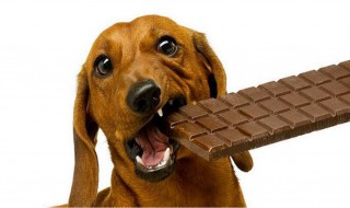 狗吃巧克力会怎么样 狗吃巧克力会怎么样呀