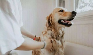 在家怎么给小狗洗干净 在家怎么洗狗狗