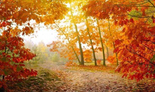 关于描写秋天的诗 关于描写秋天的诗句古诗