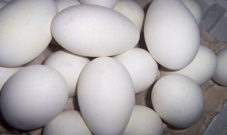 鹅蛋的营养（鹅蛋的营养比鸡蛋高吗）
