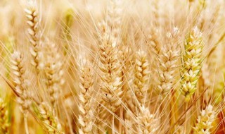 小麦收了怎么保存 小麦收了怎么保存好