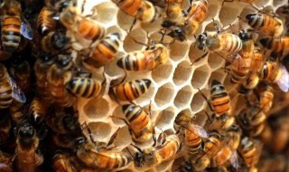 蜜蜂养殖十大忌讳 蜜蜂养殖十大忌讳是哪些?正确的做法是什么