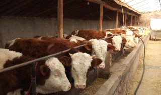 肉牛养殖技术 肉牛养殖技术和方法完整版