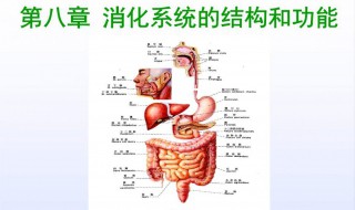 消化系统的功能（人体消化系统的功能）