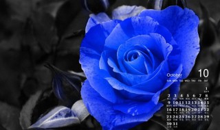 蓝玫瑰的花语（碎冰蓝玫瑰的花语）