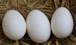 打开的鹅蛋怎么保存 打开的鹅蛋怎么保存时间长