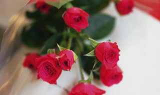 玫瑰花朵数代表的含义 12玫瑰花朵数代表的含义