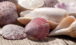 贝壳具有哪些特点 贝壳具有什么特点