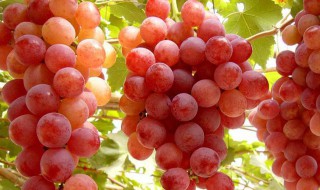 树葡萄是凉性还是热性 树葡萄是凉性还是热性食物