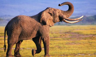 大象是什么 大象是什么暗语