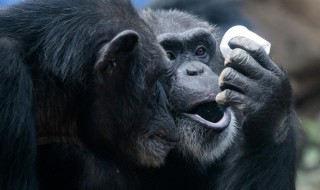 大猩猩寿命 大猩猩寿命多长