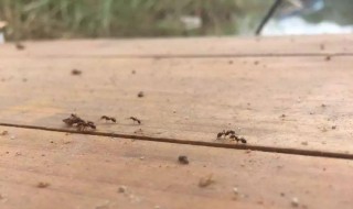 红火蚁是什么 红火蚁是什么动物
