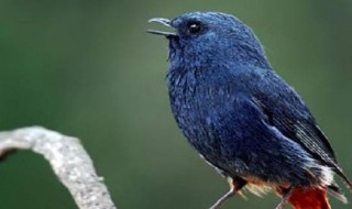 鸟的发声器官在哪里 鸟类的发声器是什么