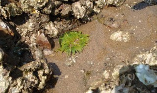 海葵怎么储藏（海葵怎么储藏不会坏）