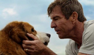 关于狗狗的感人电影 关于狗狗的感人电影推荐