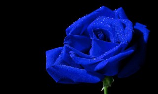 蓝色玫瑰花语（蓝色玫瑰花语象征与寓意）