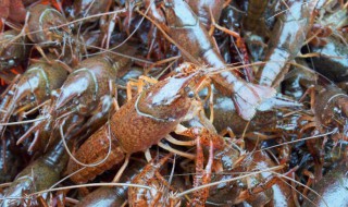 淡水龙虾养殖 淡水龙虾养殖周期多久