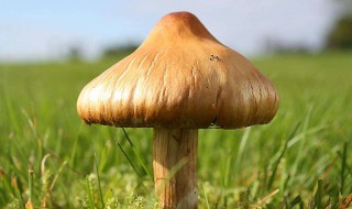 蘑菇是什么 蘑菇是什么菌