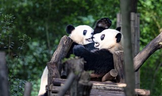为什么大熊猫不是熊猫（为什么大熊猫是熊类不是猫类）