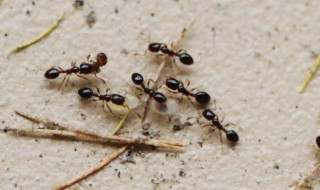 为什么蚂蚁搬家要下雨 为什么蚂蚁搬家要下雨的作文