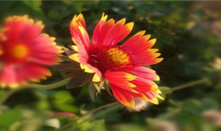 太阳菊的花语 太阳菊的花语和寓意和象征