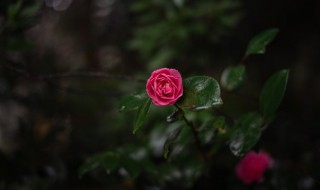 雨中赏花的心情说说 雨中赏花的心情说说图片