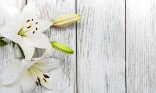 白百合花的花语 白百合花的花语和寓意是什么意思