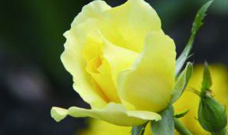 黄玫瑰代表什么花语（黄玫瑰代表什么花语和寓意）