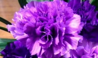 紫色康乃馨花语（紫色康乃馨花语是什么）