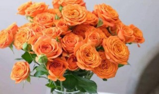 橘色玫瑰花语 橘色玫瑰花语代表什么