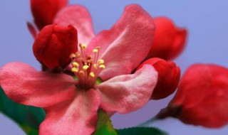 海棠花的花语和寓意（山茶花的花语和寓意）